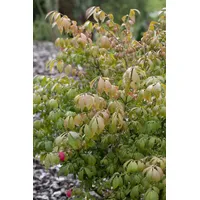 Pflanzen Für Dich Euonymus alatus 'Compactus', Flügel-Spindelstrauch, 30–40 cm