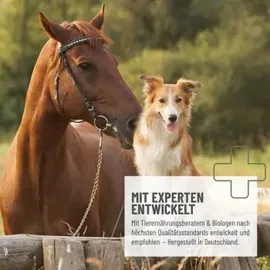 reavet MSM Gelenk-Aktiv Pulver 500 g