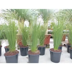Dasylirion Longissimum 90 - 120 cm Mexikanischer Grasbaum Rauschopf winterhart
