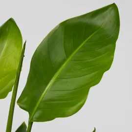 Plant in a Box - Paradiesvogelblume - Strelitzie - Strelitzia nicolai - Höhe 55-70cm