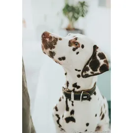 Hunter Halsband Aalborg Special Hundehalsband, Leder, strapazierfähig, komfortabel, 70 schwarz