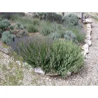 Pflanzen Für Dich Lavandula x intermedia 'Grappenhall', Lavendel, ca.