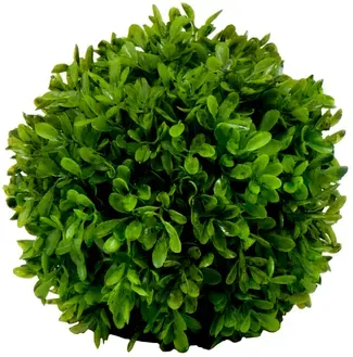 Buchs Kugel D15cm grün