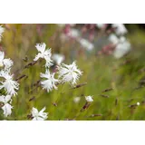 PlantaPro Dianthus arenarius P 0,5 Sand-Nelke,winterhart, deutsche Baumschulqualität, im Topf für optimales anwachsen