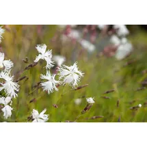 PlantaPro Dianthus arenarius P 0,5 Sand-Nelke,winterhart, deutsche Baumschulqualität, im Topf für optimales anwachsen