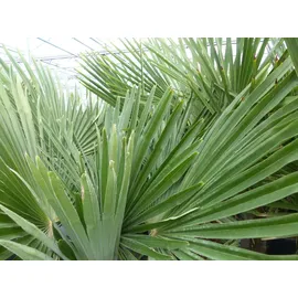 gruenwaren jakubik XL Stämme Palme winterhart 140-180 cm Trachycarpus fortunei, Hanfpalme,