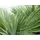 gruenwaren jakubik XL Stämme Palme winterhart 140-180 cm Trachycarpus fortunei, Hanfpalme,