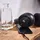 Corsair HS35 v2 Multiplattform-Gaming-Headset, carbon