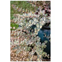 Pflanzen Für Dich Sedum sieboldii 'Mediovariegatum', Fetthenne, buntlaubig, ca.