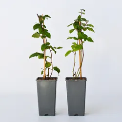 Plant in a Box - Brombeerpflanzen - 2 Stk - Rubus fruticosus 'Thornfree' - Höhe 50-60cm - Topf 15cm