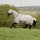 Bucas Freedom Full Neck 155 Fliegendecke Silber