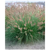 Pflanzen Für Dich Pennisetum alopecuroides 'Herbstzauber', Lampenputzergras, ca. 9x9