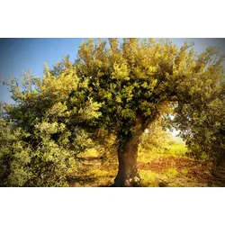 Fototapete PAPERMOON "Baum", bunt, B:4,00m L:2,60m, Vlies, Tapeten