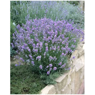 Stauden Gänge 50 x Lavandula angustifolia 'Dwarf Blue' (Staude/Stauden/Winterthart/Mehrjährig) Echter Lavendel - Stecklingsvermehrt - Tolle Farbe - Sehr Insekten- und Bienenfreundlich