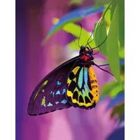 Tushita paperart Butterfly Blankbook
