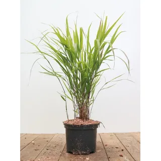 Pflanzen Für Dich Hakonechloa Macra Japanisches Waldgras