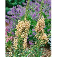 Pflanzen Für Dich Digitalis ferruginea Rostfingerhut ca. 9x9 cm
