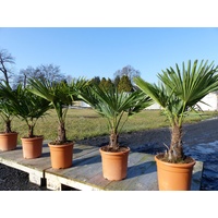 gruenwaren jakubik Hanfpalme 'M' Palme Trachycarpus fortunei winterhart, Premiumqualität