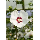 PlantaPro Hibiscus syriacus 'Red Heart' 40–60 cm – Winterhart, Mehrjährig, Pflegeleicht – Gartenhibiskus – Heckenpflanze für Garten & Sichtschutz