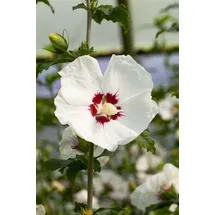 PlantaPro Hibiscus syriacus 'Red Heart' 40–60 cm – Winterhart, Mehrjährig, Pflegeleicht – Gartenhibiskus – Heckenpflanze für Garten & Sichtschutz