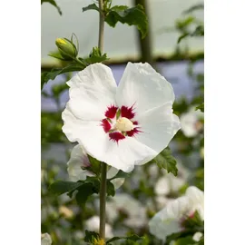 PlantaPro Hibiscus syriacus 'Red Heart' 40–60 cm – Winterhart, Mehrjährig, Pflegeleicht – Gartenhibiskus – Heckenpflanze für Garten & Sichtschutz