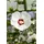 PlantaPro Hibiscus syriacus 'Red Heart' 40–60 cm – Winterhart, Mehrjährig, Pflegeleicht – Gartenhibiskus – Heckenpflanze für Garten & Sichtschutz