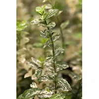 Pflanzen Für Dich Euonymus fortunei Harlequin Kriechspindel, buntlaubig, ca.