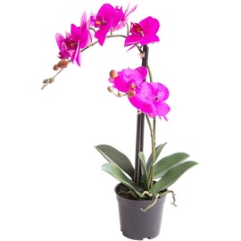 Botanic-Haus Kunstorchidee »Orchidee Bora«, pink