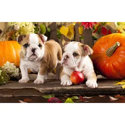 Fototapete PAPERMOON "BULLDOG-TIERE HUND BULLDOGE HUNDE WANDDEKO WANDBILD XXL", bunt, B:4,50m L:2,80m, Vlies, Tapeten