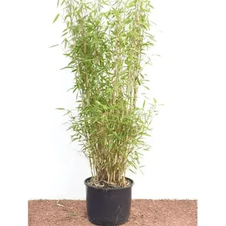 Pflanzen Für Dich Fargesia murieliae 'Jumbo' Bambus Immergrün, 60–100 cm
