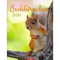 Weingarten Eichhörnchen Kalender 2026