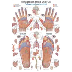 Lehrtafel Reflexzonen Hand und Fuß 50x70cm