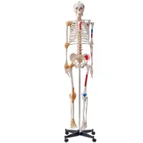 Vevor Menschliches Skelett Modell für Anatomie, 182 cm Lebensgröße, Genaues PVC Anatomie Skelett Modell mit Bändern, Beweglichen Armen, Beinen & Kiefer, mit Muskelursprung & Insertionspunkten