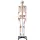 Vevor Menschliches Skelett Modell für Anatomie, 182 cm Lebensgröße, Genaues PVC Anatomie Skelett Modell mit Bändern, Beweglichen Armen, Beinen & Kiefer, mit Muskelursprung & Insertionspunkten