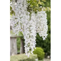 Pflanzen Für Dich Wisteria frutescens 'Nivea', Amerikanische Glyzinie, weiß,