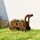 Outsunny Hochbeet Holz 68 x 38 x 52 cm