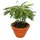 EXOTENHERZ Biophytum sensitivum), Südseepalme 9cm Tontopf, ideal für Kinder,