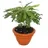 EXOTENHERZ Biophytum sensitivum), Südseepalme 9cm Tontopf, ideal für Kinder,