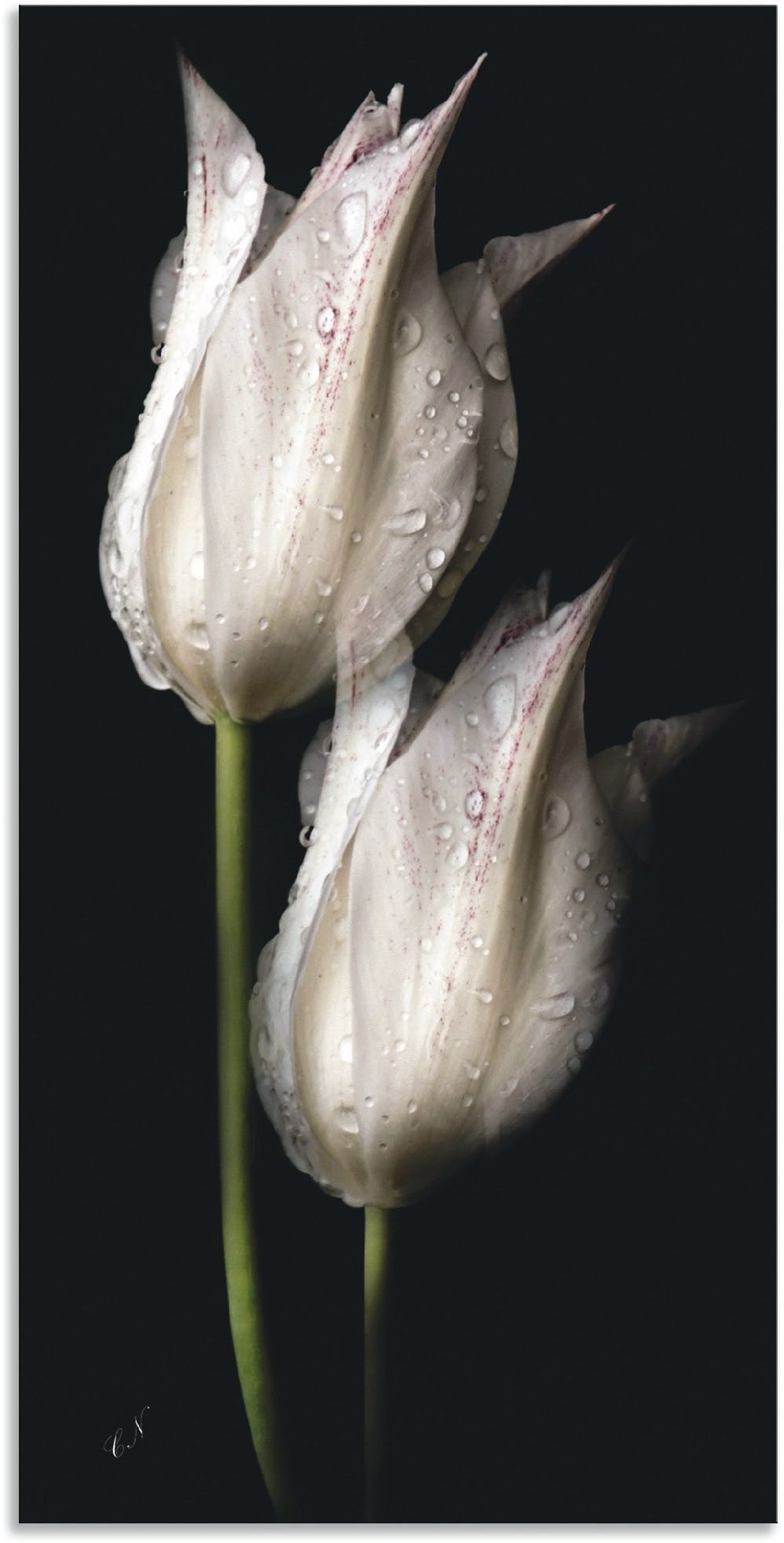 Wandbild ARTLAND "Weiße Tulpen in der Nacht" Bilder Gr. B/H: 50 cm x 100 cm, Alu-Dibond-Druck Blumenbilder Hochformat, 1 St., schwarz Kunstdrucke