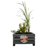 UNUS Miniatur Teichbecken, Miniteich in Holzkiste mit separatem Plastikeinsatz, für Balkon oder Garten, 44 x 31 x24 cm, pflegeleicht
