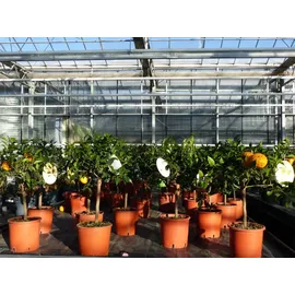 grünwaren Citrus Yuzu 70 - 80 cm, Zitronenbaum Zitrone, japanische Zitrone, winterhart