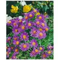 Pflanzen Für Dich Aster dumosus 'Augenweide', Kissen-Aster, violett, ca.