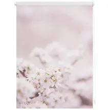 Lichtblick Rollo Klemmfix Motiv Kirschblüten - rosa weiß