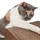 Canadian Cat Company Satellite 2.0 walnuss