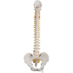 Flexibles Wirbelsäulenmodell "Klassik" - 3B Smart Anatomy