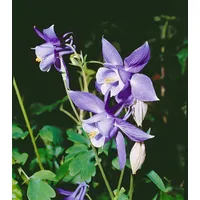 Pflanzen Für Dich Aquilegia alpina Alpen-Akelei, ca. 9x9 cm