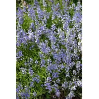 Pflanzen Für Dich Veronica prostrata, Ehrenpreis, blau, ca. 9x9