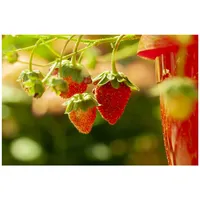 Pflanzen Für Dich Fragaria vesca 'Elsanta', Walderdbeere, ca. 9x9