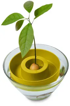 Avocado-Keimschale