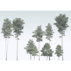Fototapete, Grün, Weiß, Bäume, 400×280 cm, Tapeten Shop, Fototapeten